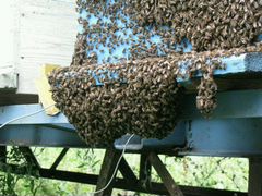 Отводки пчёл пакеты