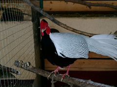 Серебристый фазан (лофура)