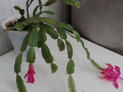 Цветок декабрис