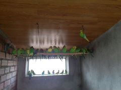 Волнистые попугаи оптом от разводчика