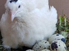 Инкубационное яйцо техасского перепела