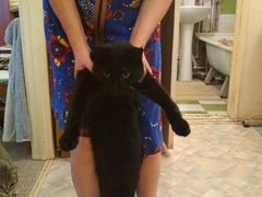 Чёрный кот Барсик