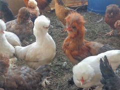 Куры,петухи,цыплята,яйцо,золотой фазан