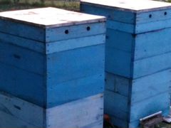 Пчелосемья с ульем