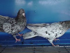 Продаются голуби мраморные бакинские