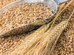 Продаю пшеница (зерно Натула)