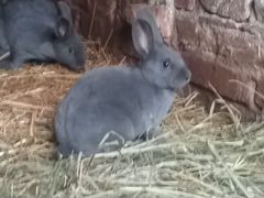 Кролики рекс