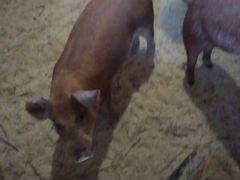Боровок кастрированный и свинки на племя или мясо