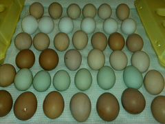 Инкубационное яйцо (микс)