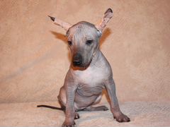 Ксолоинкуинтли, мексиканская голая собака