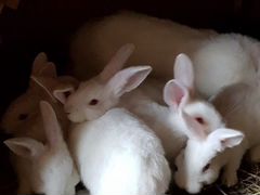 Кролики породы Панон+Хиколь