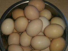 Яйцо на инкубацию