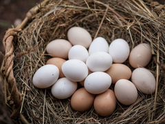 Инкубационное яйцо серебристых куриц