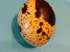 Инкубационное яйцо белого техасца