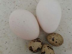 Инкубационные яйцо индюка