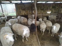 Имеютя в продаже овцы матки, 12 голов, цена 6 тыся