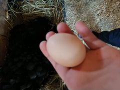 Продаю инкубацыоное яицо породы кур брамма