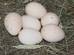 Инкубационный яйца индейки среднего кроса и яйца г