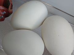 Продам яица гусей