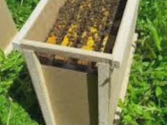 Продается пчелопакеты.пчелы миролюбивые,работящие
