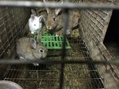 Крольчата мясных пород