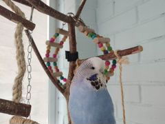 Выставочный волнистый попугай ввп