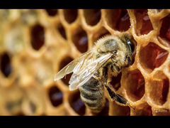 Пчёлы семья дадан
