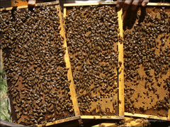 Пчёлы и пчёлопакеты