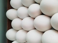 Яйцо инкубационное домашних гусей