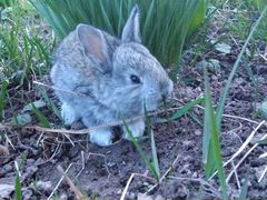 Кролик породы Ризен