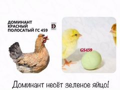 Продам цыплят доминантов 459, ломан браун,утята