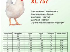 Цыплята XL 757