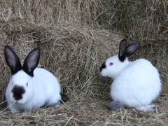 Продам кроликов калифорнийской породы