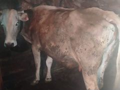 Корова и телка