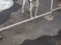 Собака Русско-Пегий,возраст 10мес