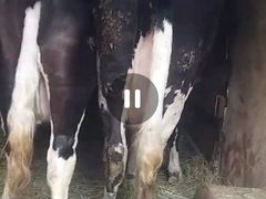 Коровы на мясо