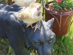 Цыплята Фавероли и Брама