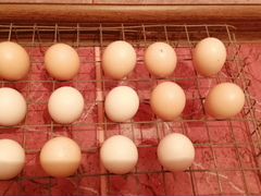 Инкубационное яйцо золотого фазана