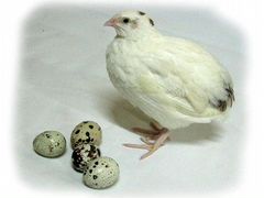 Яйца перепела Техасской породы