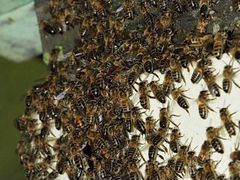 Рои пчёл 1000 за кг