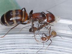 Camponotus nicobarensis turkestanus vagus saxatili