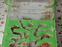 Муравьиная ферма с муравьями Messor Structor