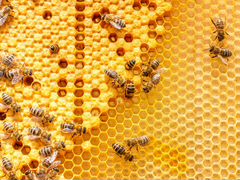 Продаются пчёлы