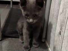 Красивый серый котенок