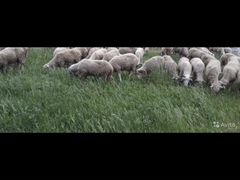Продаются баран и овцы