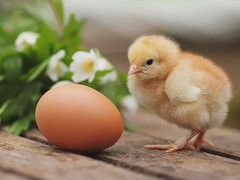 Яйцо инкубационное цыплят бройлера
