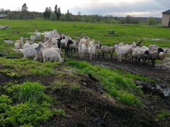 Овцы, козы дойные