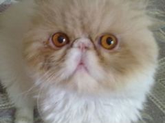 Персидский кот для вязки