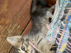 Котёнок голубого раскраса и спартанец 1,5мес,Приуч