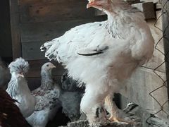 Цыплята брама и хохластые